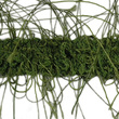 K - 14 (25 m) Kleidung Band